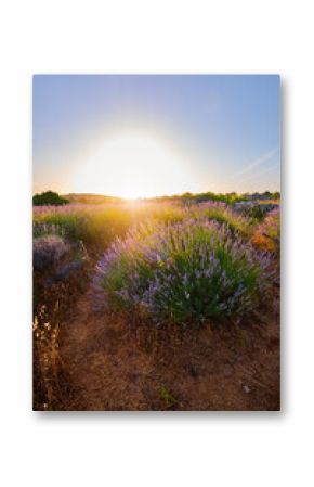 Lavender field on Hvar island in sunshine, Croatia