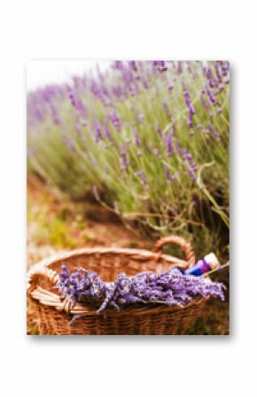 Person with a bouquet of lavender in a basket. Stock photo Lavender in Provence, France. Blooming Violet fragrant lavender flowers.Growing Lavender swaying on wind over, harvest