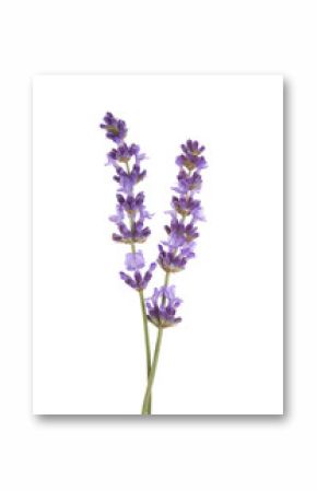 Two sprigs  of lavender isolated on white background.