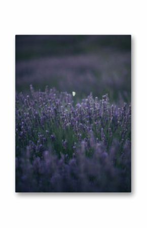 Butterfly flying above lavender 