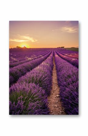 lavender field of France at sunset