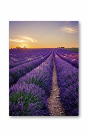 lavender field at sunrise in Provence, France