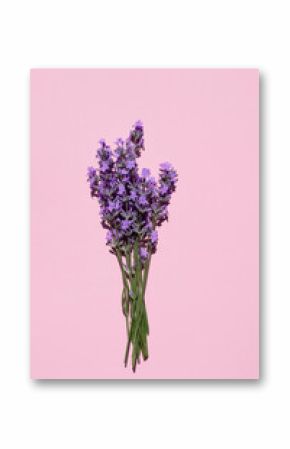 Fresh natural lavender bouquet on pink background. Flat lay, place for text. vertical image