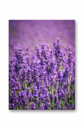 Beautiful floral summer concept. Purple lavender field with a blurred background.