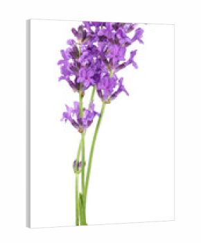 Lavender flowers isolated on white background