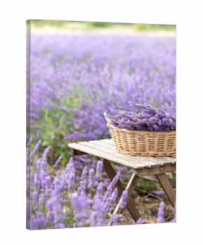 Harvesting season. Lavender bouquets and basket.