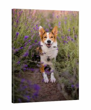 A dog in a field of lavender