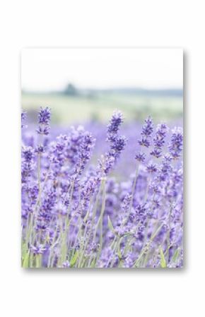 Field of lavender flowers, perfect for backgrounds and wallpapers