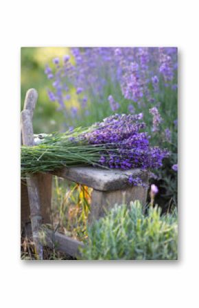a pruning lavender