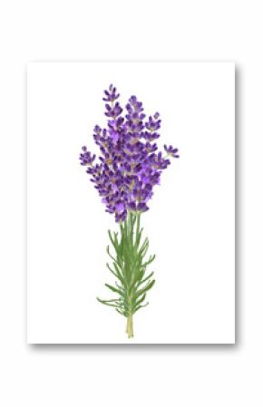 Upright bunch of lavender flowers isolated cutout on transparent