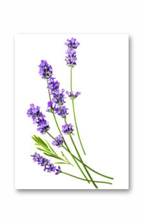 Several Fresh beautiful Lavender flowers on a white