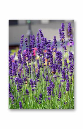 Lavandula angustifolia bunch of flowers in bloom, purple scented flowering bouquet of plant