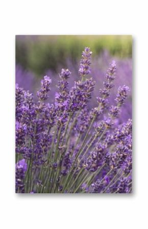 in the heart of lavender fields at their peak of bloom, where the air is rich with the plant's distinctive, calming aroma
