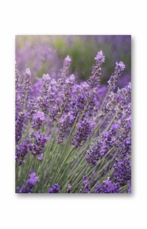  in the heart of lavender fields at their peak of bloom, where the air is rich with the plant's distinctive, calming aroma