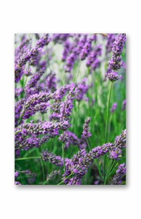 close up shot of lavender flowers
