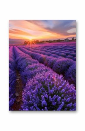 A vast expanse of lavender fields in full bloom at sunrise The rows of purple flowers stretch out towards the horizon