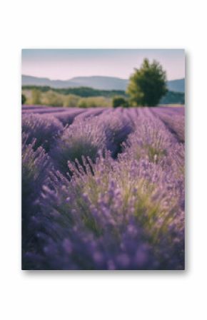 A field of lavender in Provence, France, under a blue sky. 