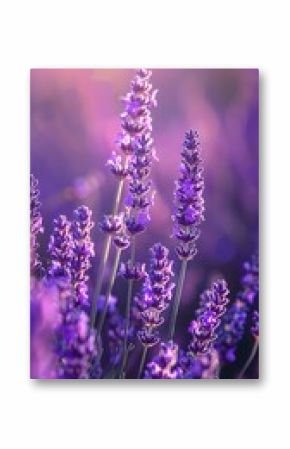 Lavender field with lavender flowers in a purple color under soft light with a sunset background, shown in closeup macro photography