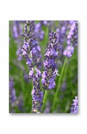 Lavender (Lavandula × Intermedia) 'Grosso' flowers. Lamiaceae perennial herb. Fragrant pale purple flowers bloom in summer and are valued as an aromatic plant.