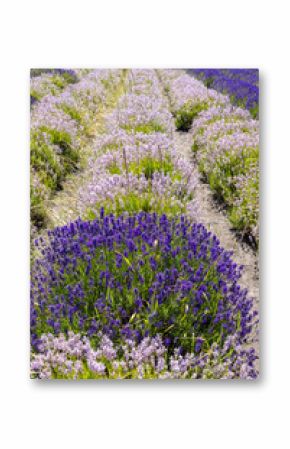field of lavender