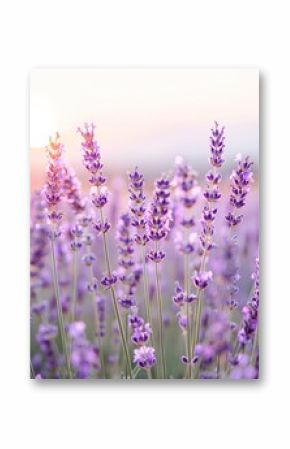 A vast lavender field at sunset, with mountains in the background