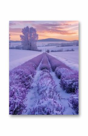 Morning Lavender Fields in the Mountains During Winter Seasonal Snow Landscape Wallpaper, Scenic View Valley, Purple Nature Background, Flower Meadow Backdrop