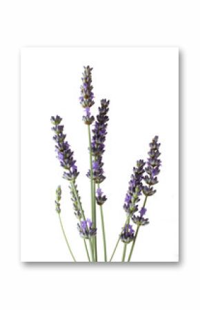 Lavande, fond blanc