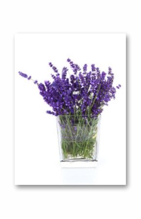 Bouquet of picked lavender flowers in vase
