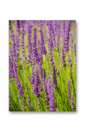 lavender flowers