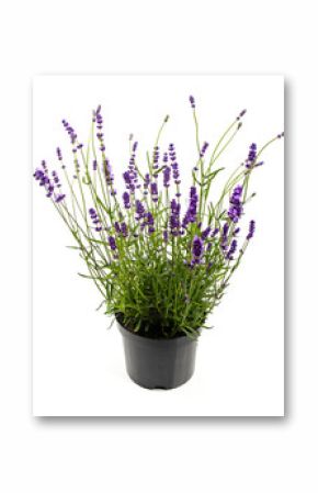 lavender in pot isolated on white