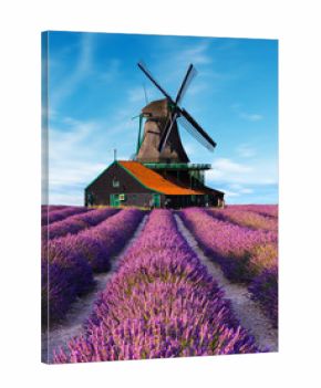 lavender fields with windmill