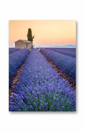 Valensole, Provence, France. Lavender field full of purple flowers