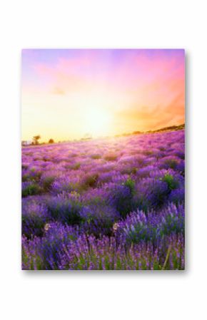 Sunset over a summer lavender field in Tihany