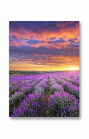 Meadow of lavender.