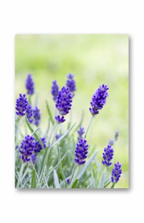 lavender flowers