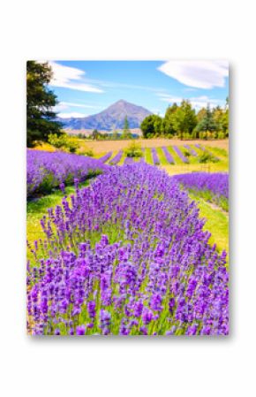 Detail of lavender field with mountains background, New Zealand
