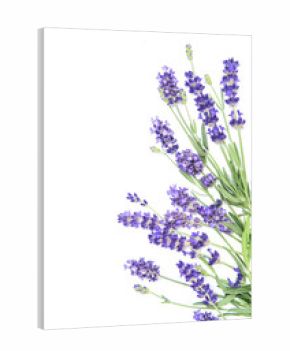 Lavender herb flowers white background