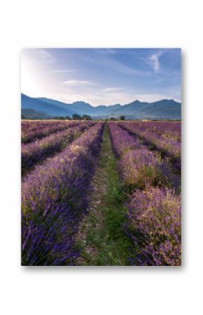 French landscape - Drome. Sunrise over the fields of lavender in the Provence (France).