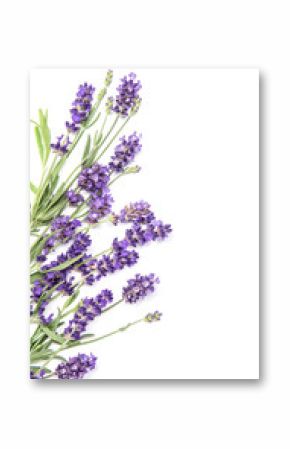 Lavender herb flower white background Floral border