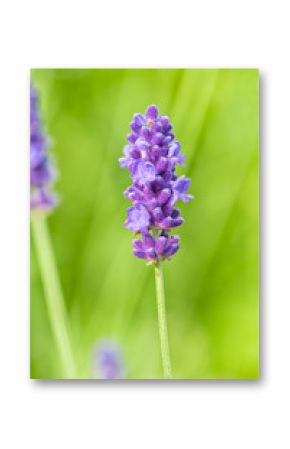Lavender flower head close up. Bright green natural background. 