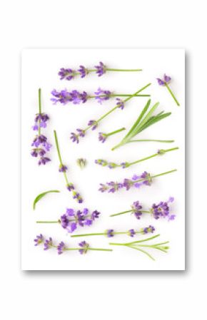 Bunch of Lavender flowers on a white background