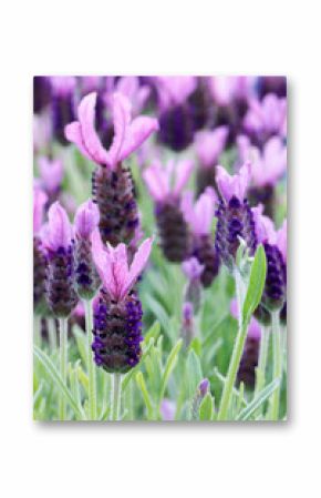Close up of purple flowers of Lavandula Stoechas 'Anouk' (French Lavender or Butterfly Lavender)