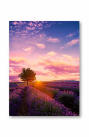 Tree in lavender field at sunset in Provence, France