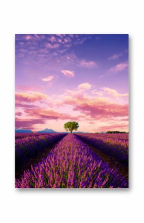 Tree in lavender field at sunset in Provence