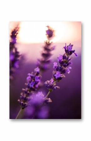 Close up Bushes of lavender purple aromatic flowers