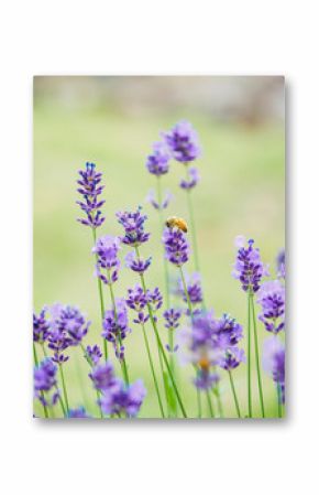 Bee on lavender