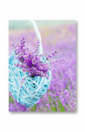 Blue wicker basket with lavender flowers on the background of the lavender fields. Selective focus.