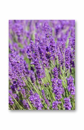 Soft focus on lavender flower, beautiful lavender flower