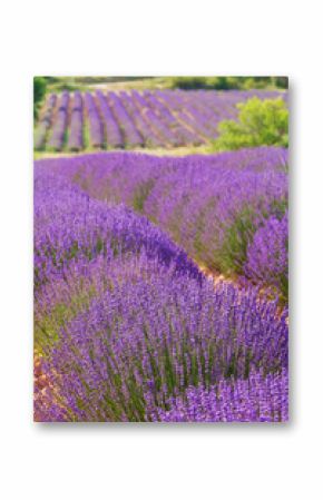 French lavender field
