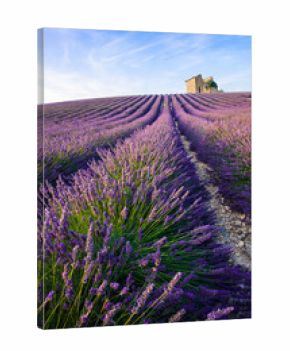 Lavender Provence
